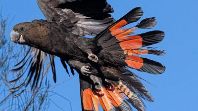 Following bush fires, land clearing and poaching, the glossy black-cockatoo is fighting for survival