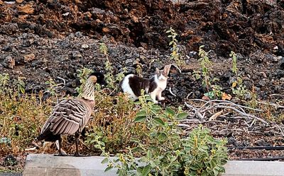 Hawaii cites 2 for feeding feral cats, harming native geese