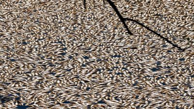 New South Wales Environmental Protection Authority to probe Menindee fish kills as pollution incident