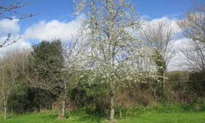 Country diary: Pear and cherry trees are already blooming