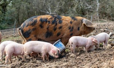 Britain’s classic pig breeds in danger as pork industry shrinks