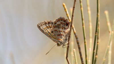 'Ancient' bulloak jewel butterfly gets 'temporary reprieve', but climate change threat still looms