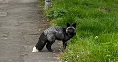 Rare animal spotted roaming British streets as public warned to stay away