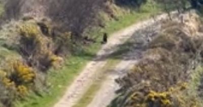 'Beast of Bodmin' wild cat spotted prowling moors by terrified tourists