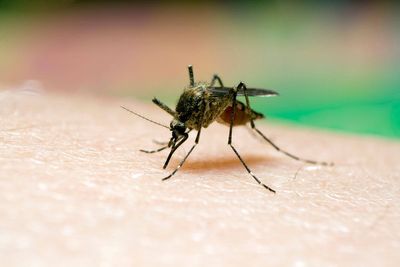 Risks posed by mosquito-borne disease as climate changes assessed