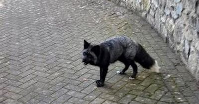 Rarely seen animal roaming streets of Welsh town