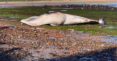 East Lothian locals warned to stay away as huge dead whale washes up on shore