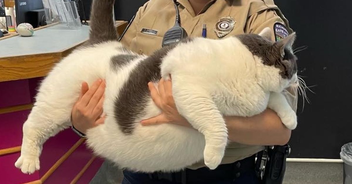 'World's fattest cat' weighing same as a five-year-old…