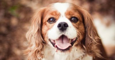 People are only just realising the sweet way Kings Charles spaniels got their name