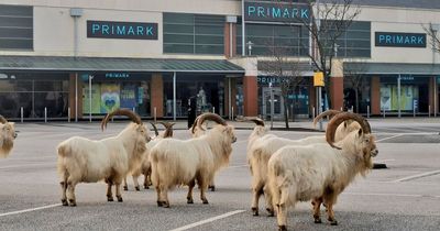 Goats win battle with council to roam town and cause havoc in town where residents wanted them shot