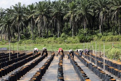 Malaysia slams ‘unjust’ EU deforestation law