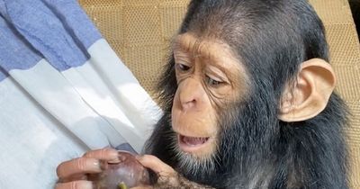 Adorable baby chimp goes viral for hugging carer after being rescued from traffickers