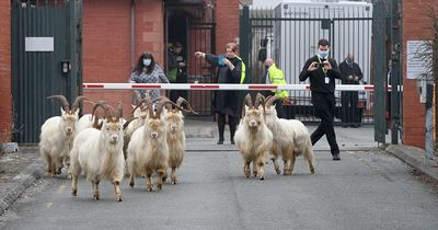 Goats win battle to roam town and cause havoc but fuming residents wanted them SHOT