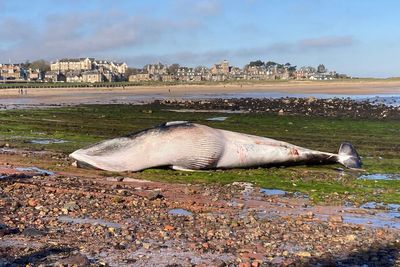 Dead minke whale washes up on Scottish beach