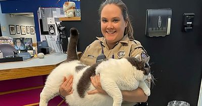 Huge cat the same weight as a five-year-old boy finds home after going viral online