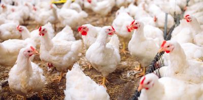 UK poultry can roam free outside again – but bird flu risk hasn't gone away
