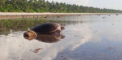 Rising seas could flood nests of vulnerable sea turtles – new research