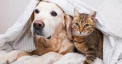 Most popular cat and dog names for 2023 so far - with same name topping each list