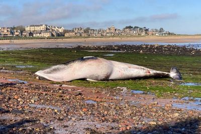 Dead minke whale washes up on East Lothian beach