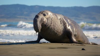 Sleeping elephant seals fall through ocean's depths, and some even nap on the sea floor