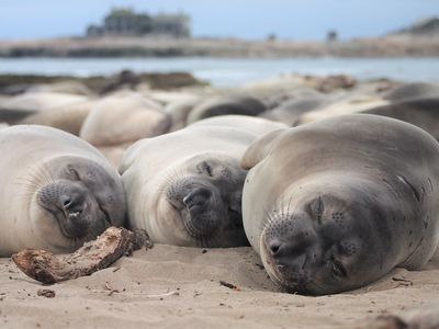 Think you're tired? This animal goes for months with only two hours of sleep a day