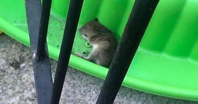 Rats 'as big as cats' take over homes as mum feels like they're 'living in prisons'