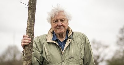 Incredible Sir David Attenborough portrait unveiled in Bristol