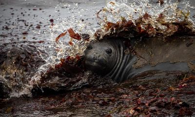 Elephant seals sleep for just two hours a day, deep dive research reveals