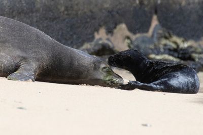 Beach birth: Hawaii blocks some Waikiki sands for seal pup