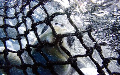 Ghost nets killing marine animals on ‘industrial scale’