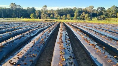 Unexplained mass deaths of young strawberry plants in Queensland may add to price increases
