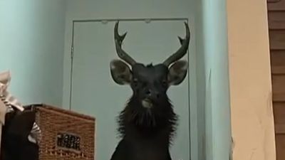 Deer causes chaos after breaking into Melbourne home before becoming trapped