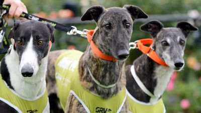 Upper Hunter greyhound rehoming kennels rejected after community opposition