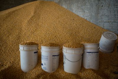 Brazil may surpass US as world's No. 1 corn exporter