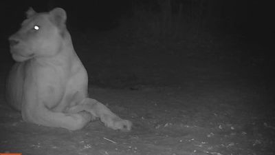 'Beautiful' sighting raises hopes endangered lions making a comeback in Chad's Sena Oura National Park