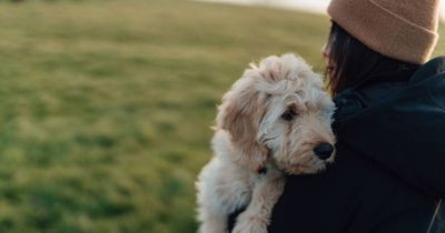 Dog expert says this weekend's Pups in the Park will be the most interactive yet