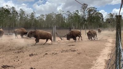 Animal welfare complaints made to RSPCA about condition of bison on NSW tourist farm