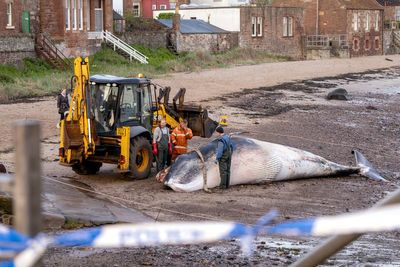 Dead minke whale removed from beach