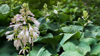 How and when to divide hostas – tips for splitting up these pretty foliage plants