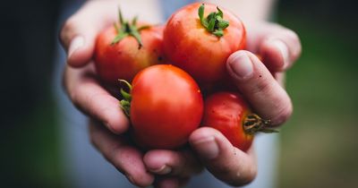 Police hunt for serial tomato thrower after seven people hit in drive-by fruit attacks