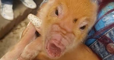 Mutant pig born without snout as locals pray rare swine beats the odds and survives