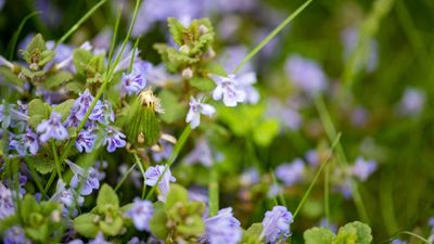 How to get rid of creeping Charlie – 6 tips for tackling ground ivy in your garden