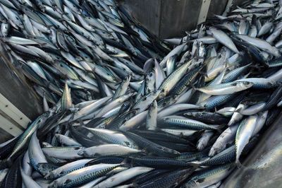 Mackerel is no longer a sustainable fish. Should you stop eating it?