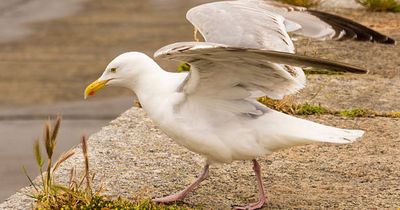 Dublin coastal residents urged to avoid seagulls as summer approaches