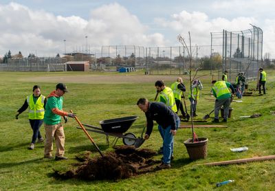 Historic investment in urban trees underway across the U.S.