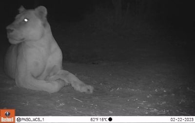 ‘Extinct’ lion spotted in national park almost 20 years after last sighting