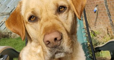 Cheeky Labrador who is 'mad for eggs' lucky to be alive after scoffing Easter decorations at Scots park
