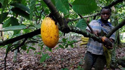 European Union adopts law to ban products driving deforestation