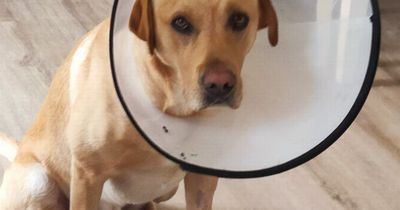 Warning to pet owners after Labrador Paco eats potentially fatal rubbish