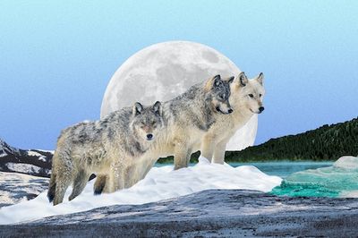 Inside the Controversial Strategy To Make the World More Wild